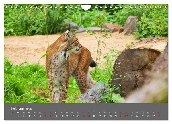 Produktbild: Der Luchs - Hochbeinig, Pinselohren, Backenbart (Wandkalender 2026 DIN A4 quer), CALVENDO Monatskalender