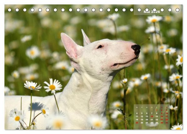 Produktbild: Bullterrier 2026 Frech und fr&ouml;hlich durch das Jahr (Tischkalender 2026 DIN A5 quer), CALVENDO Monatskalender