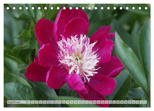 Produktbild: PFINGSTROSEN Rosen ohne Dornen (Tischkalender 2026 DIN A5 quer), CALVENDO Monatskalender