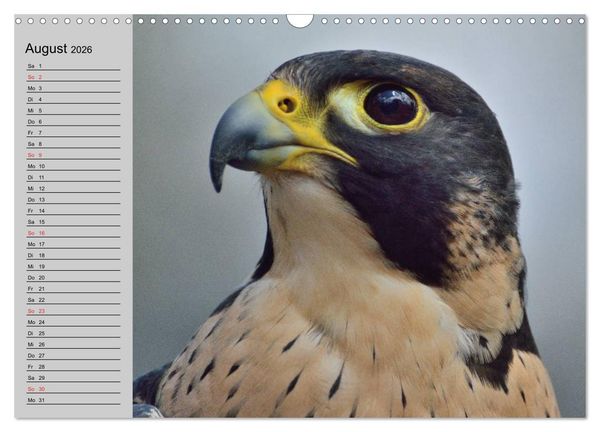 Produktbild: Falken und Greifv&ouml;gel - Edle J&auml;ger (Wandkalender 2026 DIN A3 quer), CALVENDO Monatskalender