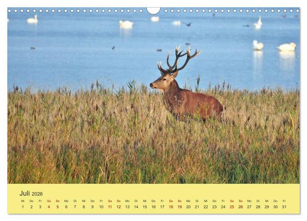 Produktbild: K&uuml;sten Hirsche - Rotwild auf dem Dar&szlig; (Wandkalender 2026 DIN A3 quer), CALVENDO Monatskalender