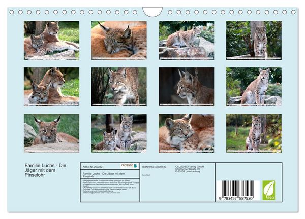 Produktbild: Familie Luchs - Die J&auml;ger mit dem Pinselohr (Wandkalender 2026 DIN A4 quer), CALVENDO Monatskalender