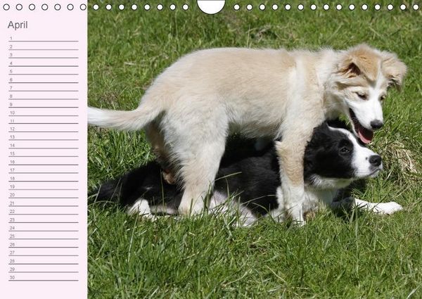 Produktbild: Border Collie-Welpen Geburtstagskalender (Wandkalender immerw&auml;hrend DIN A4 quer)