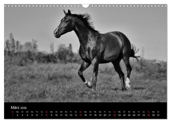 Produktbild: Pferde 2026 Wild Thing (Wandkalender 2026 DIN A3 quer), CALVENDO Monatskalender
