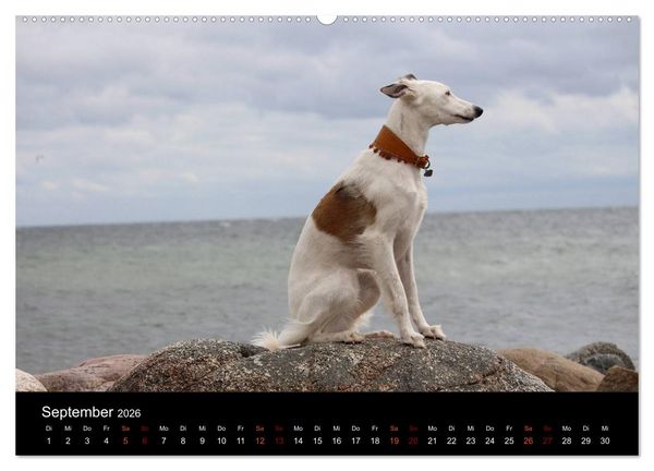 Produktbild: Der Silken Windsprite - ein Seelenhund (hochwertiger Premium Wandkalender 2026 DIN A2 quer), Kunstdruck in Hochglanz