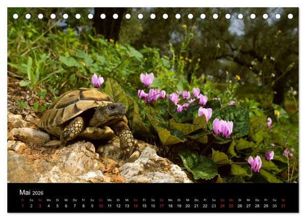 Produktbild: REPTILIEN (Tischkalender 2026 DIN A5 quer), CALVENDO Monatskalender