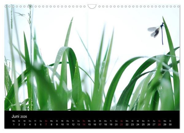 Produktbild: WILD - Tierkalender 2026 (Wandkalender 2026 DIN A3 quer), CALVENDO Monatskalender