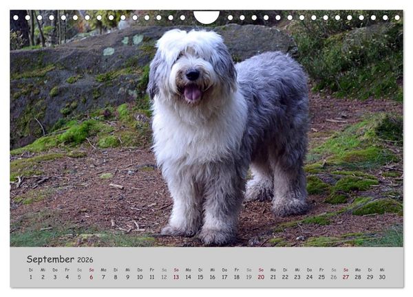Produktbild: Ein Bobtail namens Miles (Wandkalender 2026 DIN A4 quer), CALVENDO Monatskalender
