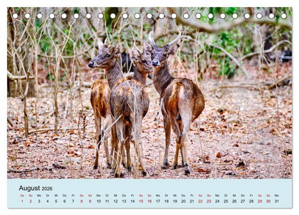 Produktbild: Indonesien - Die kleinen Sundainseln (Tischkalender 2026 DIN A5 quer), CALVENDO Monatskalender