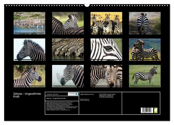 Produktbild: Zebras - Ungez&auml;hmte Kraft (Wandkalender 2026 DIN A2 quer), CALVENDO Monatskalender