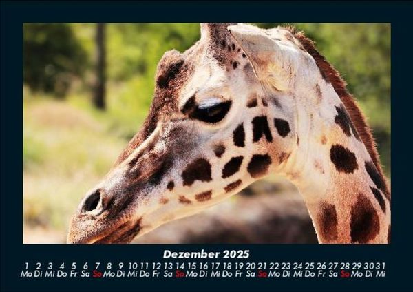 Produktbild: Giraffen 2025 Fotokalender DIN A5
