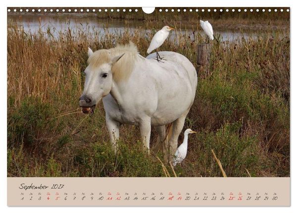 Produktbild: Wildes S&uuml;dfrankreich (Wandkalender 2027 DIN A3 quer), CALVENDO Monatskalender