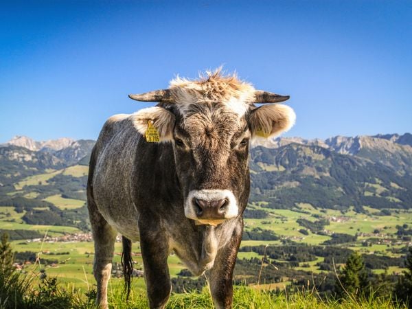 Produktbild: CALVENDO Puzzle Auf dem Ofterschwanger Horn | 1000 Teile Lege-Gr&ouml;&szlig;e 64x48cm Foto-Puzzle f&uuml;r gl&uuml;ckliche Stunden