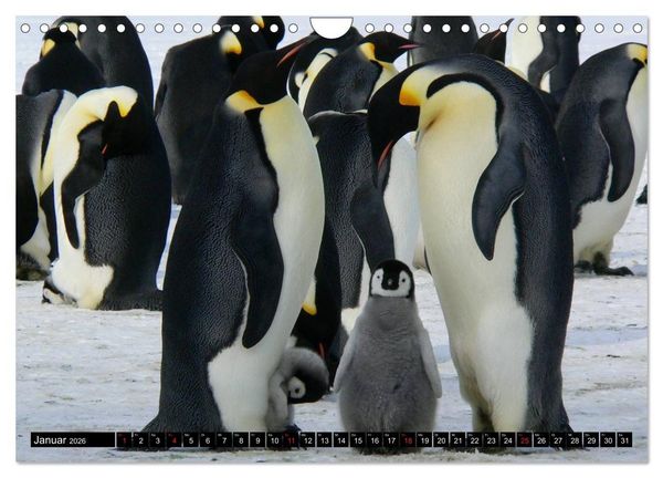 Produktbild: Pinguine - Watscheln im festlichen Kleid (Wandkalender 2026 DIN A4 quer), CALVENDO Monatskalender