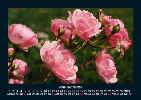 Produktbild: Rosen-Kalender 2025 Fotokalender DIN A5