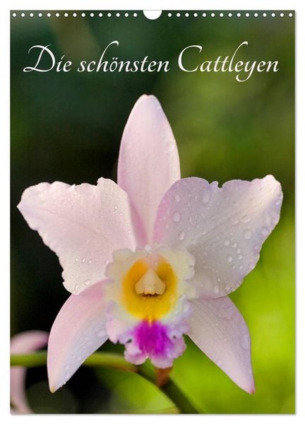 Produktbild: Die sch&ouml;nsten Cattleyen (Wandkalender 2026 DIN A3 hoch), CALVENDO Monatskalender