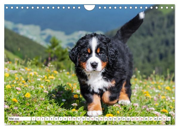 Produktbild: Berner Sennenhunde - Freunde f&uuml;r ein ganzes Leben (Wandkalender 2026 DIN A4 quer), CALVENDO Monatskalender