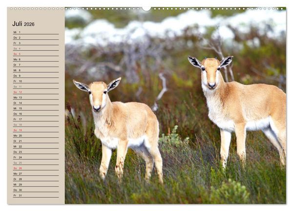 Produktbild: Afrikas wildes Kinderzimmer (Wandkalender 2026 DIN A2 quer), CALVENDO Monatskalender