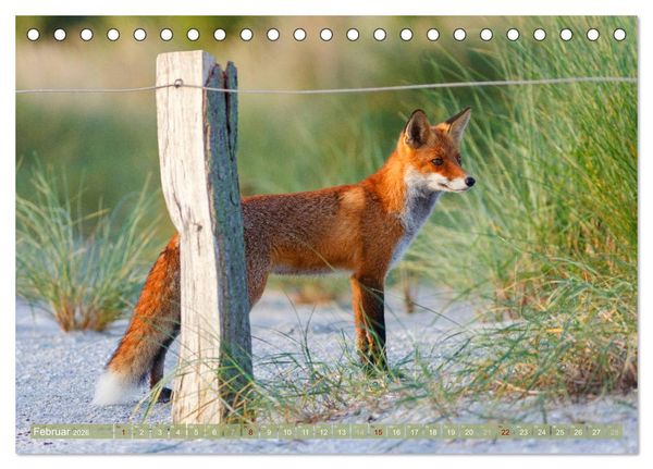 Produktbild: Wilder Dar&szlig; - Fuchs, Hirsch und Co. 2026 (Tischkalender 2026 DIN A5 quer), CALVENDO Monatskalender