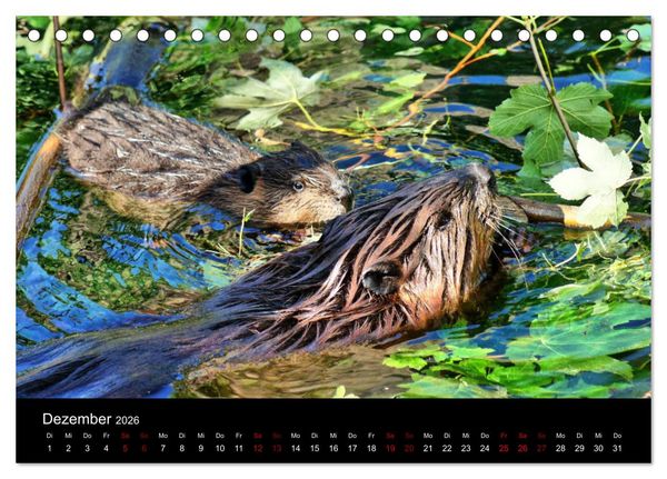 Produktbild: Das Leben der Biber (Tischkalender 2026 DIN A5 quer), CALVENDO Monatskalender