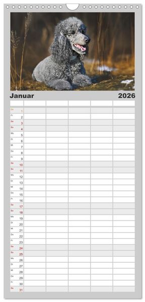 Produktbild: Familienplaner 2026 - Pudel - Gl&uuml;ck auf vier Pfoten mit 5 Spalten (Wandkalender, 21 x 45 cm) CALVENDO