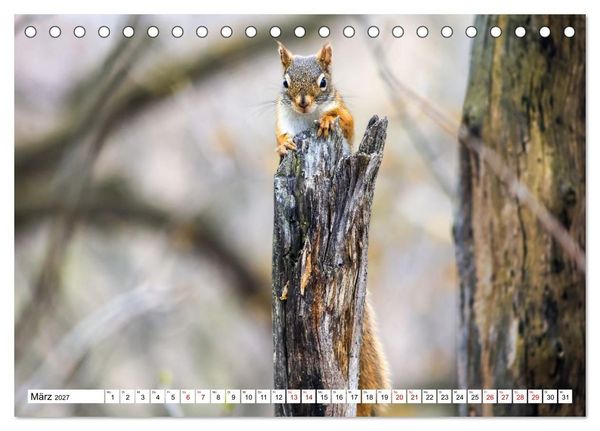 Produktbild: Eichh&ouml;rnchen - Kleine Tiere mit gro&szlig;em Charakter (Tischkalender 2027 DIN A5 quer), CALVENDO Monatskalender