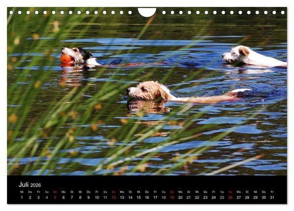 Produktbild: The Bravehearts und Freunde - Parson Russells (Wandkalender 2026 DIN A4 quer), CALVENDO Monatskalender