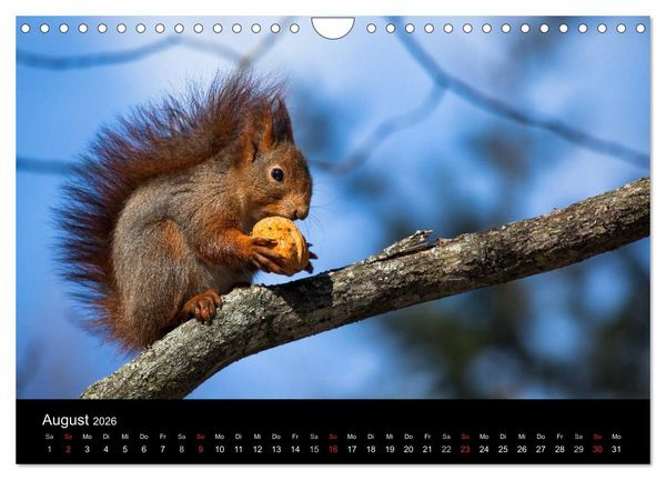 Produktbild: Tierkalender 2026 (Wandkalender 2026 DIN A4 quer), CALVENDO Monatskalender