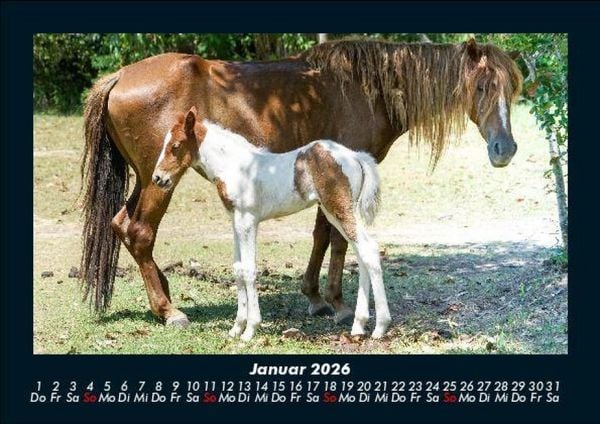 Produktbild: Pferdegefl&uuml;ster 2026 Fotokalender DIN A5