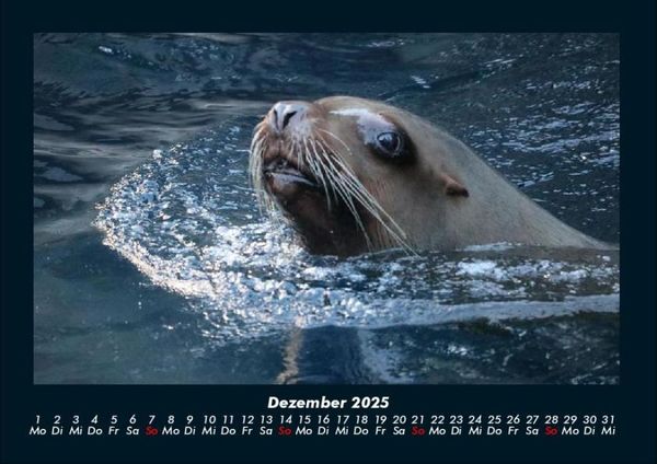 Produktbild: Tierkalender 2025 Fotokalender DIN A4