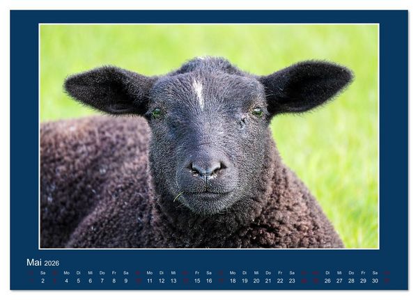 Produktbild: Dangast. Impressionen eines besonderen Ortes. (Tischkalender 2026 DIN A5 quer), CALVENDO Monatskalender