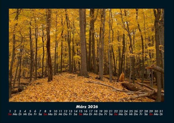 Produktbild: B&auml;ume 2026 Fotokalender DIN A4