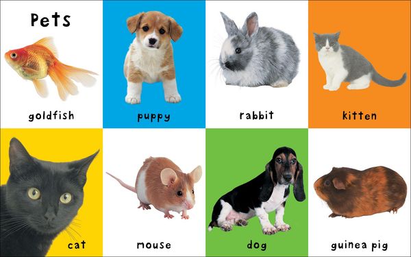 Produktbild: First 100 Animals
