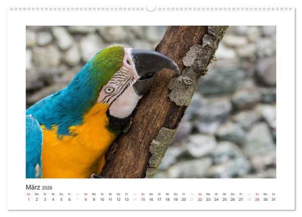 Produktbild: Kunterbunte Papageien und Sittiche (hochwertiger Premium Wandkalender 2026 DIN A2 quer), Kunstdruck in Hochglanz