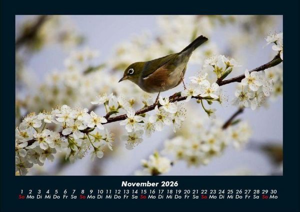 Produktbild: Vogelparadies 2026 Fotokalender DIN A4