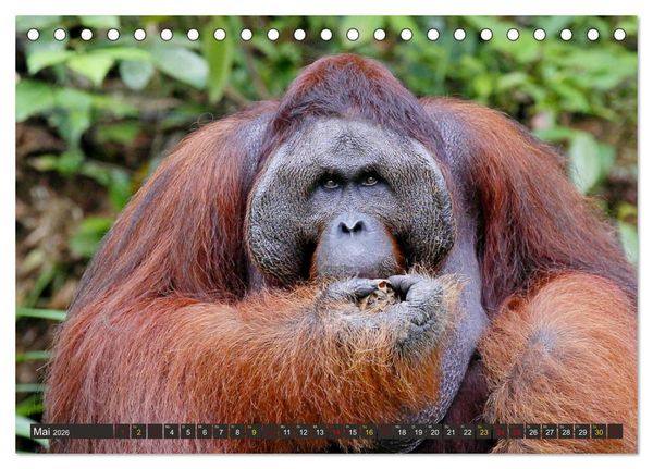Produktbild: Waldmenschen - Orang Utans auf Borneo (Tischkalender 2026 DIN A5 quer), CALVENDO Monatskalender