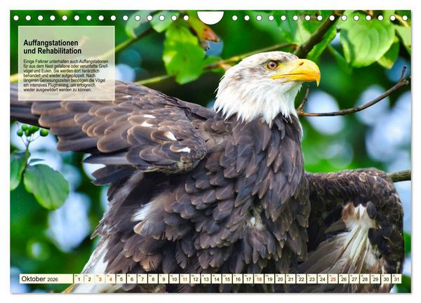 Produktbild: Kulturerbe Falknerei (Wandkalender 2026 DIN A4 quer), CALVENDO Monatskalender