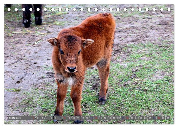 Produktbild: Der Yak (Tischkalender 2026 DIN A5 quer), CALVENDO Monatskalender
