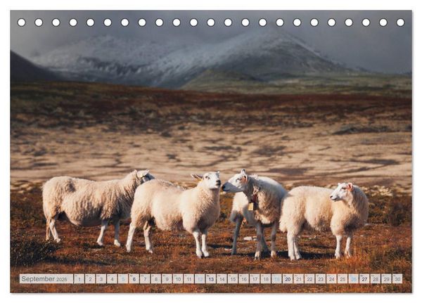 Produktbild: Schafe - Raues Wetter, weiche Wolle (Tischkalender 2026 DIN A5 quer), CALVENDO Monatskalender