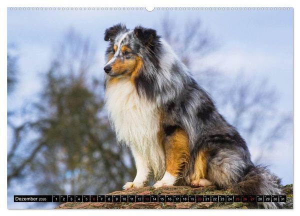 Produktbild: Traumhund Sheltie (hochwertiger Premium Wandkalender 2026 DIN A2 quer), Kunstdruck in Hochglanz