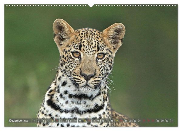 Produktbild: L&ouml;wen und Leoparden - Begegnungen in Afrika (Wandkalender 2026 DIN A2 quer), CALVENDO Monatskalender