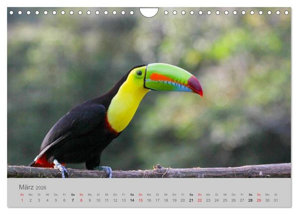 Produktbild: Costa Rica - Exotische V&ouml;gel im Regenwald (Wandkalender 2026 DIN A4 quer), CALVENDO Monatskalender
