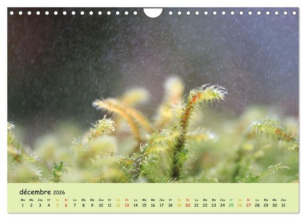 Produktbild: Le monde majestueux des mousses (Calendrier mural 2026 DIN A4 vertical), CALVENDO calendrier mensuel