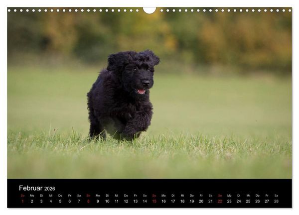Produktbild: Hundewelpen (Wandkalender 2026 DIN A3 quer), CALVENDO Monatskalender