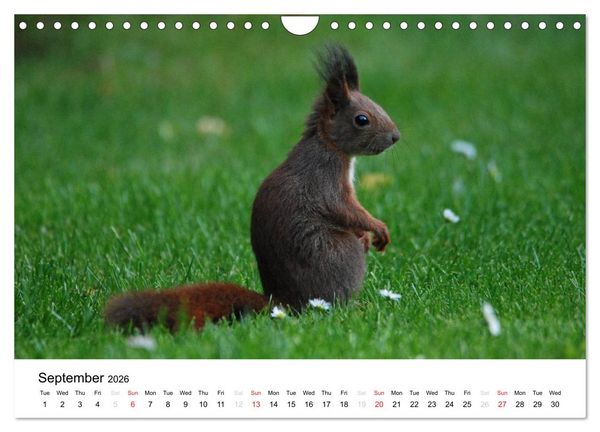 Produktbild: The red squirrels (Wall Calendar 2026 DIN A4 landscape), CALVENDO 12 Month Wall Calendar