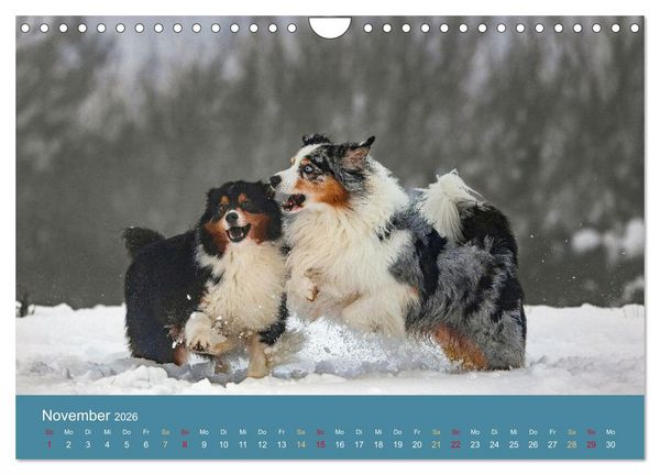 Produktbild: Mit Aussies unterwegs - Die bunte Welt der Australian Shepherds (Wandkalender 2026 DIN A4 quer), CALVENDO Monatskalender