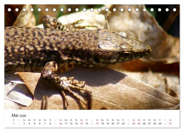 Produktbild: Das Leben der Reptilien (Tischkalender 2026 DIN A5 quer), CALVENDO Monatskalender
