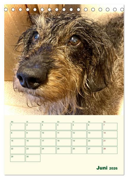 Produktbild: Schorschi &ndash; Ein Jahr mit dem bayrischen Rauhhaardackel (Tischkalender 2026 DIN A5 hoch), CALVENDO Monatskalender