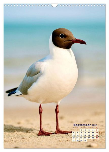 Produktbild: Seev&ouml;gel an der Nordsee (Wandkalender 2027 DIN A3 hoch), CALVENDO Monatskalender