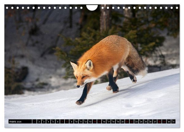 Produktbild: LE PETIT ROUQUIN (Calendrier mural 2026 DIN A4 vertical), CALVENDO calendrier mensuel